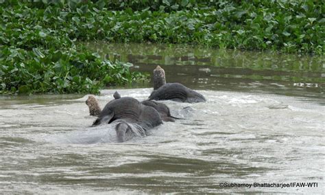 India floods kill more than 200 animals, including rare rhinos