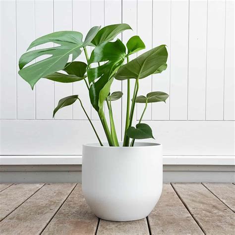 40 Best Indoor Plants that Don’t Need Sunlight Riverview at Nyack in ...