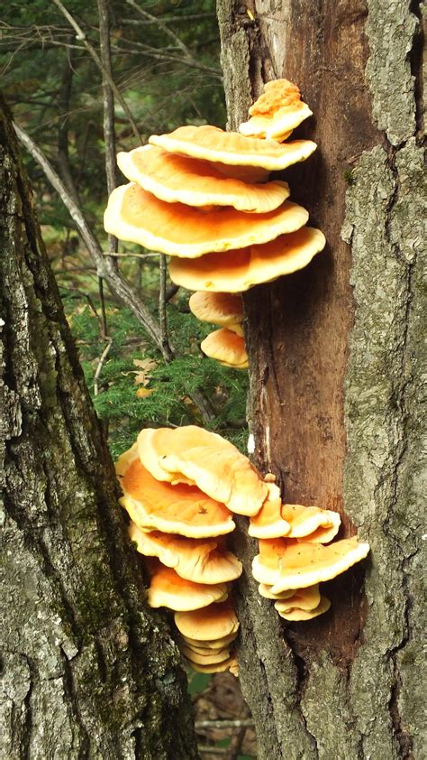 Awesome Orange Tree Fungus | Endless Forms Most Beautiful