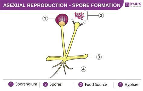 Spore Formation - Method, Diagram and Examples