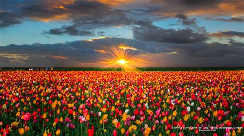 Field of Flowers Wallpaper (58+ images)