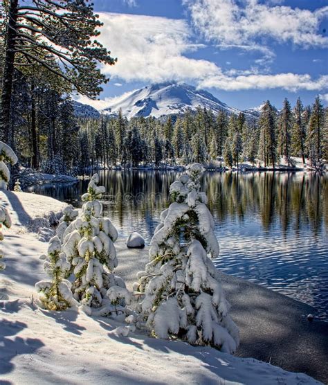 Snow Covered Pines Along Reflection Lake, Lassen National Park Stock ...