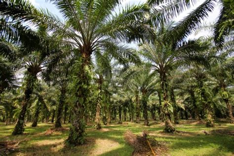 Produktivitas Lahan Sawit dan Kebijakan Moratorium Hutan, Apakah Saling ...