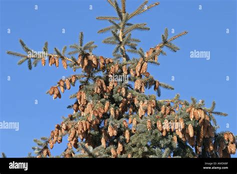 pine cones on top of evergreen tree against blue sky Stock Photo - Alamy