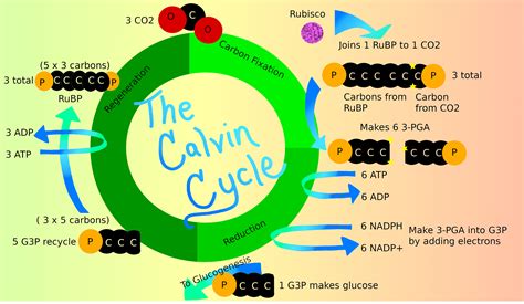 Calvin Cycle (Dark Reaction) — Equation & Steps - Expii