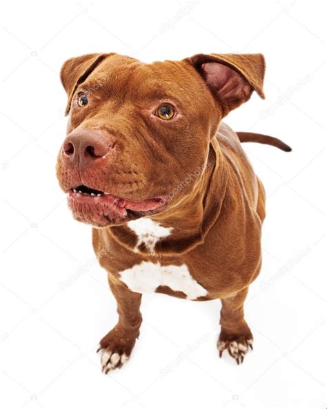 Pit Bull Dog Growling — Stock Photo © adogslifephoto #24992919