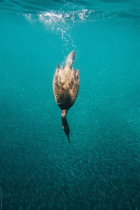 "Diving Cormorant" by Stocksy Contributor "Cameron Zegers" - Stocksy