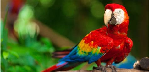 25 Beautiful Birds in the Amazon Rainforest - Green Global Travel