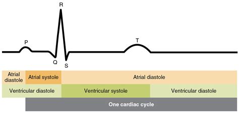 File:2028 Cardiac Cycle vs Electrocardiogram.jpg - Wikimedia Commons