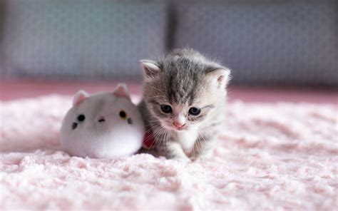 Cute Little Cats Wallpapers - Wallpaper Cave