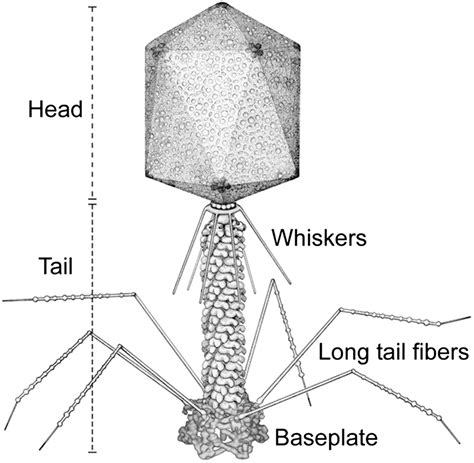 Bacteriophage Structure Labeled