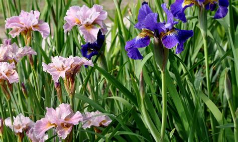 BUY IRIS & DAYLILIES ONLINE Siberian Iris, Japanese Iris, Beardless ...