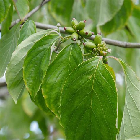 White Dogwood Trees for Sale at Arbor Day's Online Tree Nursery - Arbor ...