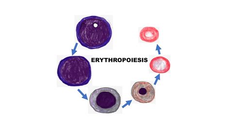 ERYTHROPOIESIS - Pathology Made Simple