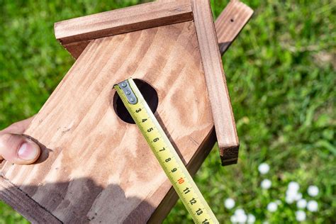 Building a Birdhouse? Make the Right Size Hole! - TrendRadars