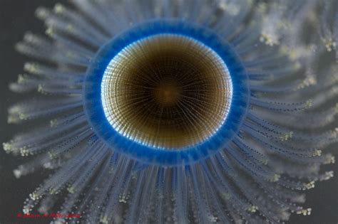 Thousands of Blue button jellyfish washed ashore Okinawa | Okinawa ...