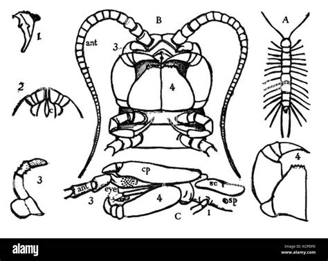 Centipede Anatomy