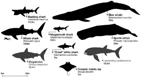 How and why is the whale shark the world's largest fish - DIVE Magazine