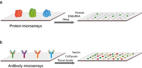 Protein microarrays. (a) Functional protein microarrays for studying ...