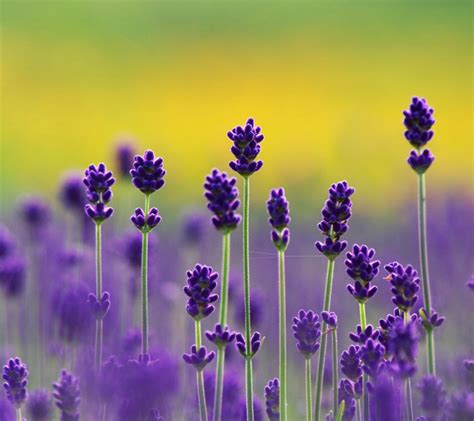 Beautiful Lavender - Flowers Photo (34658260) - Fanpop