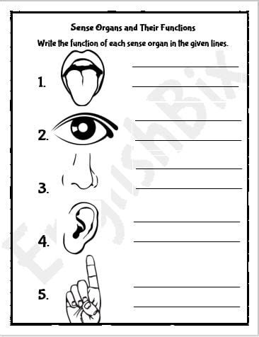 Sense Organs Activity Sheets