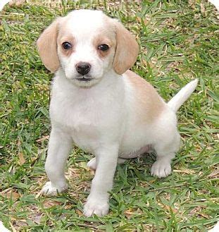 Bocker (Beagle- Cocker Spaniel Mix) Info, Temperament, Puppies, Pictures