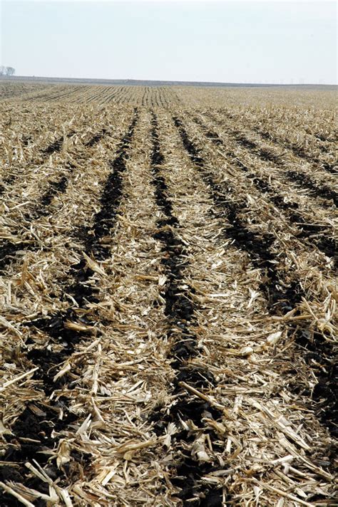 Features: Strip-Till Offers Cold-Climate Options