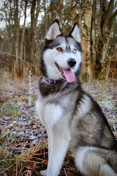 #SiberianHusky | Husky puppy, Siberian husky, Husky