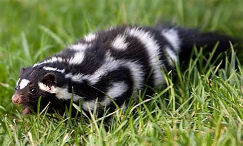 Eastern Spotted Skunk - Small, Agile Stinker | Animal Pictures and ...