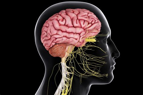 Central Nervous System - Brain and Spinal Cord