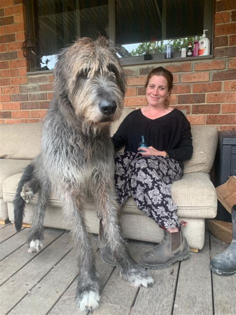 561 best Irish Wolfhound images on Pholder | Aww, Irishwolfhound and ...