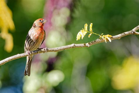 Rosefinch Photos, Download The BEST Free Rosefinch Stock Photos & HD Images