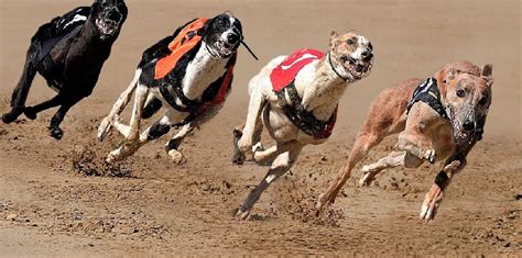 Is Greyhound Racing Cruel? A Tragic Case In Point