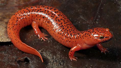 Salamander’s Hefty Role in the Forest - The New York Times