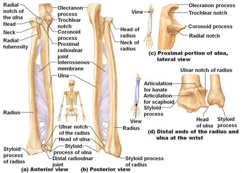 Labeled Ulna And Radius | MedicineBTG.com