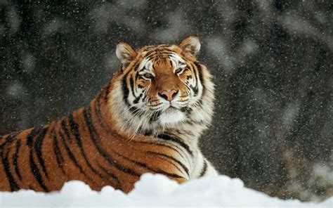 White Siberian Tiger Wallpapers - Wallpaper Cave