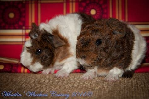 Free stock photo of cavy, guinea pig, peruvian guinea pig