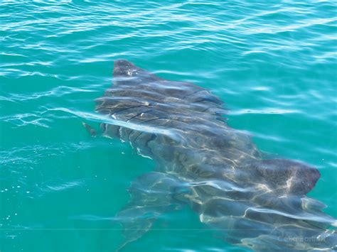 Celia Bartlett Photography: Wild Ireland - Basking Sharks