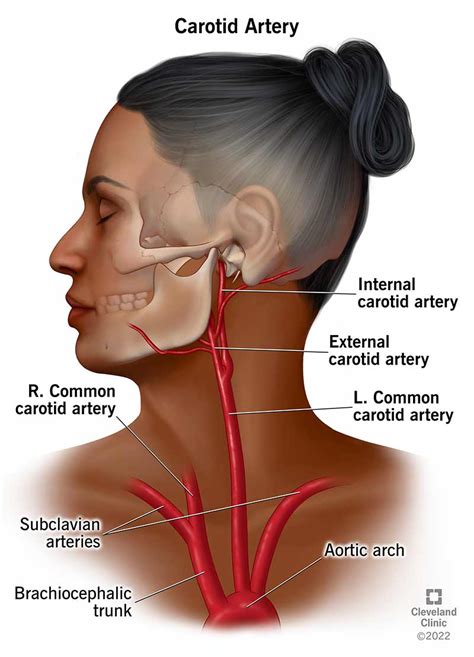 External Face Anatomy