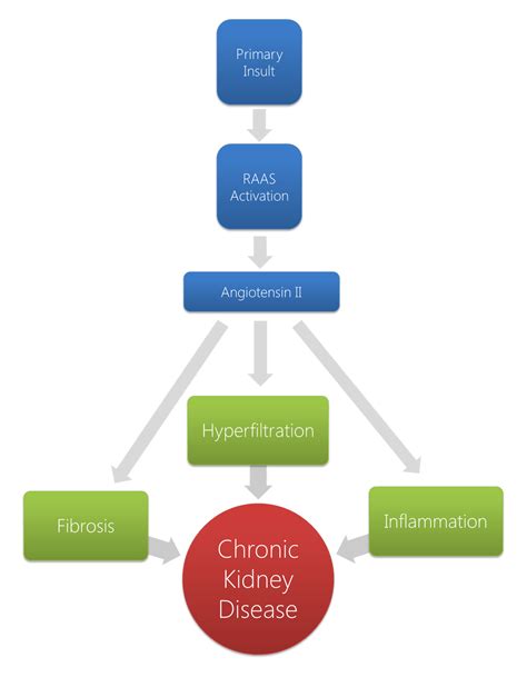 Chronic renal failure pathophysiology - wikidoc