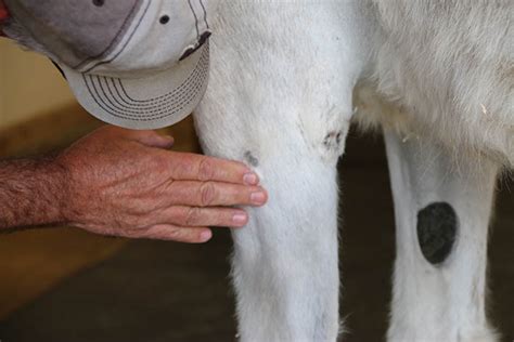 sarcoid treatment – Mule, Donkey & Horse Training with Meredith Hodges