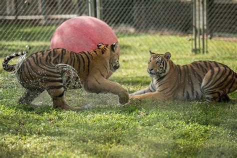 Big Cat Habitat and Gulf Coast Sanctuary - Lo que se debe saber antes ...