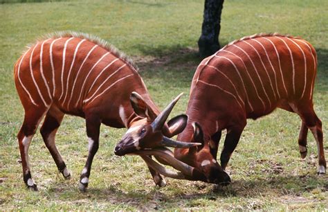 Endangered Species Photographed for LIFE Magazine in 1964