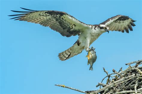 Nature Matters: Ospreys and Eagles | TBR News Media