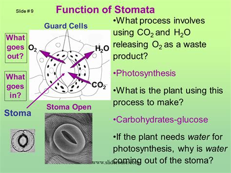 What Is The Function Of Plant Stomata