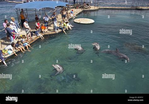 Dolphin Reef in Eilat Stock Photo - Alamy