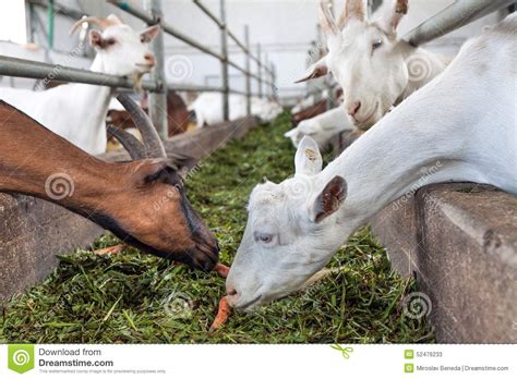 Feeding goats stock image. Image of domestic, carrots - 52476233