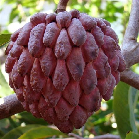 Red Custard Apple Seeds RARE (Annona reticulata) - Price €4.95