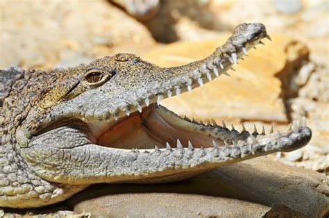 Crocodile with open mouth | A crocodile (?) with open mouth … | Flickr