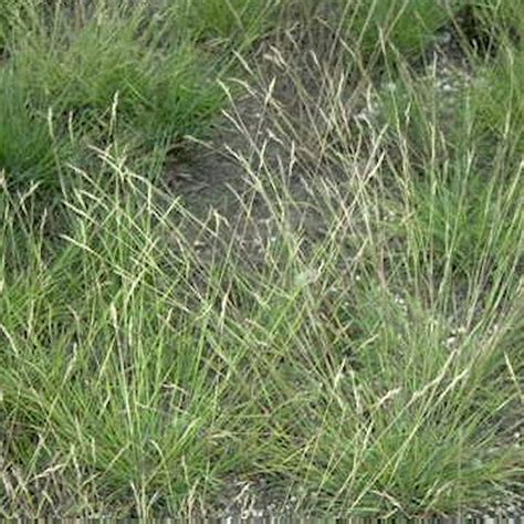 Danthonia Spicata (Poverty Oat Grass) Seeds for Sale